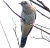 Cuckoo at Gunners Park (Steve Arlow) (46078 bytes)